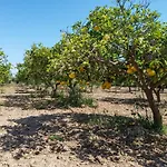 Torre Tabia * שאקה